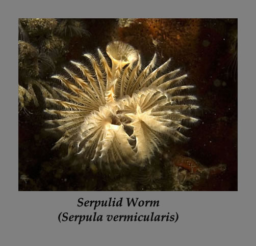 serpulid worm